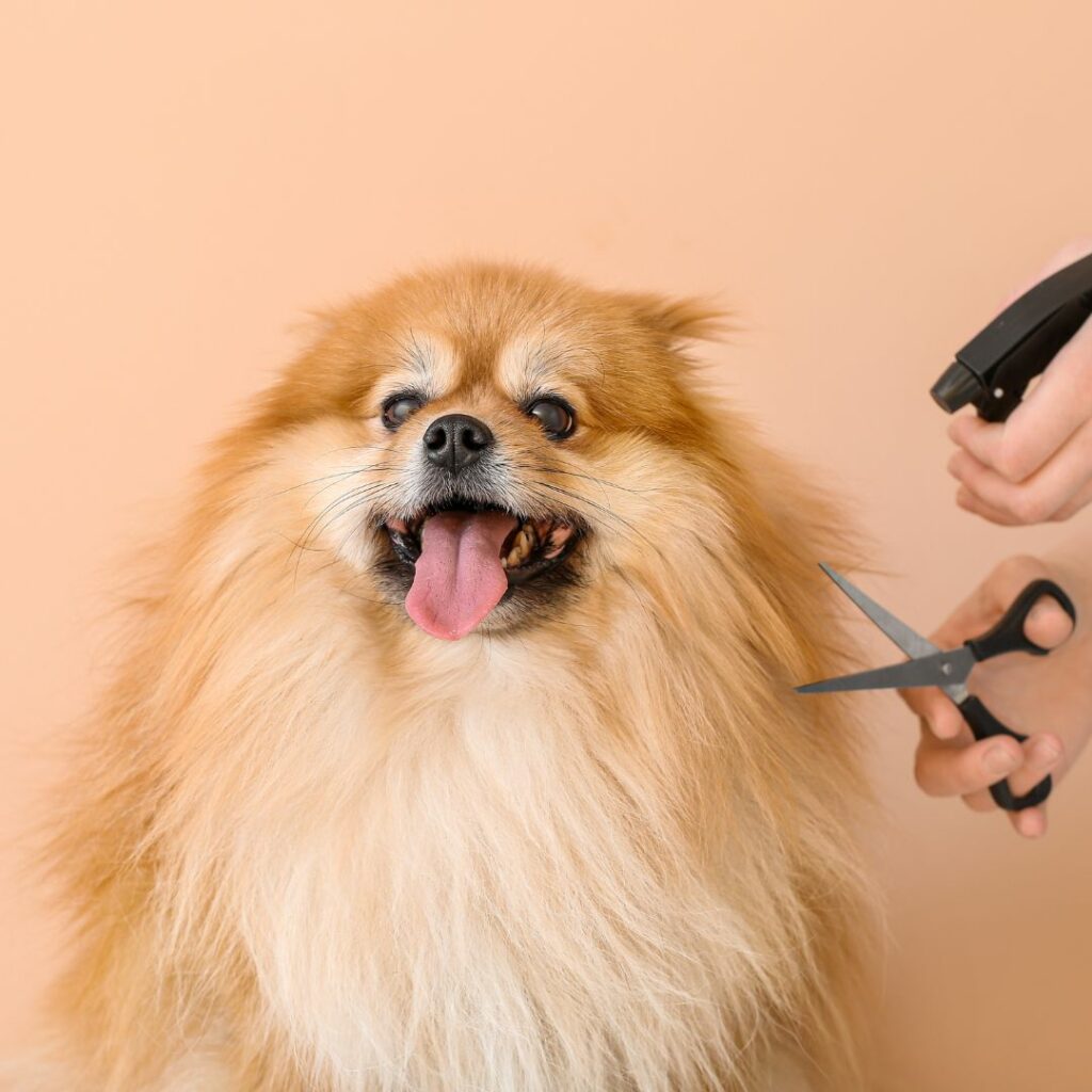 Cepillado de perros en Jaén