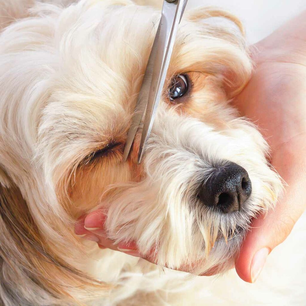 Corte de pelo para perros de pelo largo en Jaén