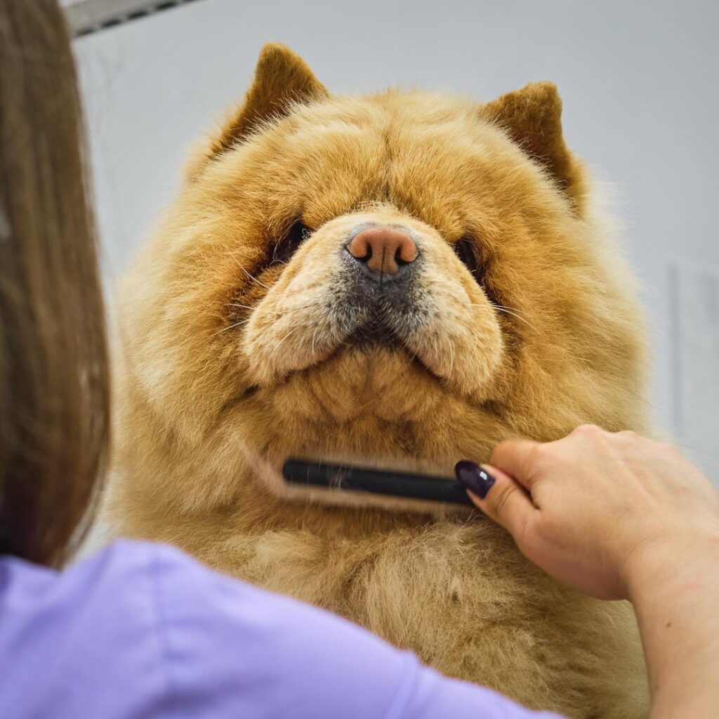 Tratamiento de spa para perros en Jaén