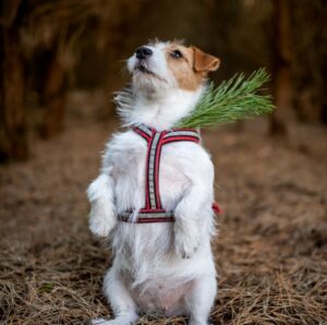 arnés para perros