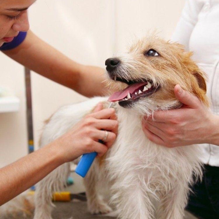 Aseo para perros medianos en Jaén